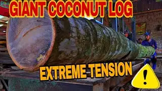 DANGEROUS Sawmill! Aged Coconut Palm Log Cut into Premium Beams (HIGH TENSION) #lumbermill
