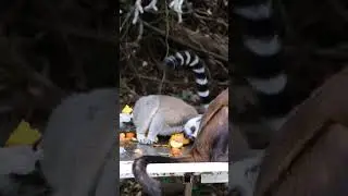 Capuchin Monkeys &ndash; Tiny Geniuses