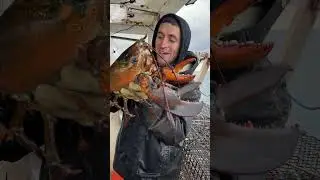 MASSIVE Egger with 100,000 eggs!