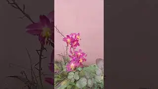 Relaxing Beauty of our Mountain Paradise #philippines #shortsvideo #plant