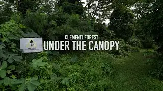 Clementi Forest - Solo Hiking & Drone Footage [4K]