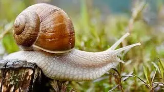 Snail information about snails
