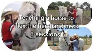 Teaching a new horse to flex the head and neck - 3 sessions using an egg butt and D Ring Snaffle