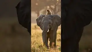 Do Monkeys Sometimes Ride Elephants? #Wildlife #MonkeyAndElephant #NatureFriendship #shorts