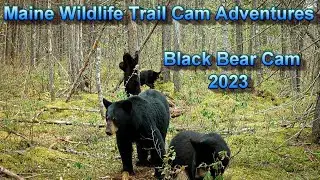 Wildlife Trail Cam Videos | Bear Cam 2023 | Epic Trail Cam Footage!
