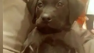 Boxador Puppy growing up fast!