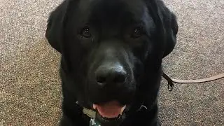 Therapy Dog Comforted Larry Nassar's Victims as They Testified Against Him