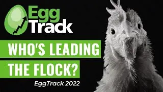 Who's leading the flock? | EggTrack 2022