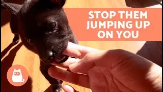 Почему моя собака прыгает и кусает меня? 🐶🥲 (5 причин и что делать)