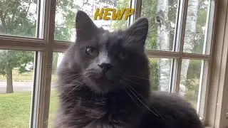 Dab Dab Dab (just a cute kitty video)