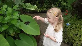 MAGIC OF LIFE BUTTERFLY HOUSE  A Visitor Attraction in Mid Wales.