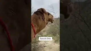 Raz&oacute;n detr&aacute;s de este comportamiento de los camellos! 😱 #shorts