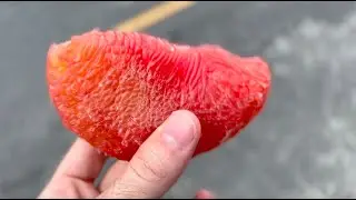 THAI FOOD | eating at a pomelo orchard! | Nakhon Si Thammarat Thailand