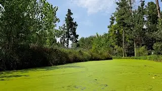 🚣&zwj;♂️🌸 Floating Through a Green Lagoon | Calm River Ambience & Riverside Woods from a Pedal Boat🌲