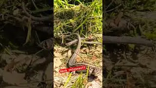 non conosco questo serpente 🐍#explore