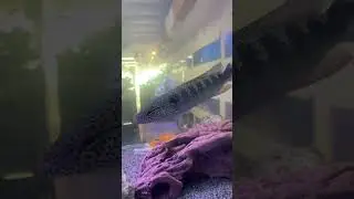 1000g Freshwater PREDATOR FISH Tank!! 😈