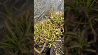Drosera Capensis are loving the Mars Hydro light! #shorts