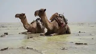 Dancalia, le ultime carovane  del sale