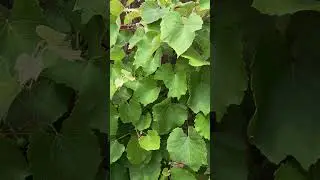 Growing Grapes in Dallas! #telugusongs #grapes#gardening #usaindians #dallas #india #andhra #hyd