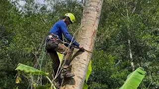 INSANELY DANGEROUS! TREE CUTTER NEARLY SLIPS AT EXTREME HEIGHT