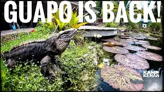 MAJOR Guapo Update!