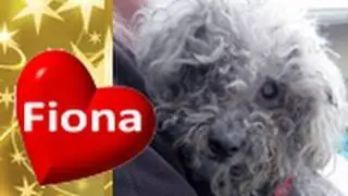 Please help Fiona see again.  Surgery is urgently needed.  Please share & Subscribe. #love