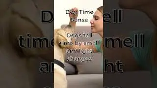 Dog Time Sense