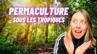 PERMACULTURE TROPICALE : Cultiver en Guadeloupe (ce qu&rsquo;on ne vous montre jamais)