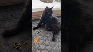 My cat won&rsquo;t eat cat treats!
