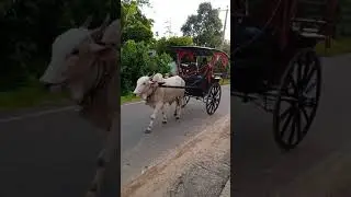 Bullock Carts On The Road | Tirikkal