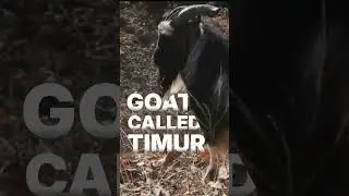 Tiger Was Given a Goat to Eat&hellip; But Then THIS Happened