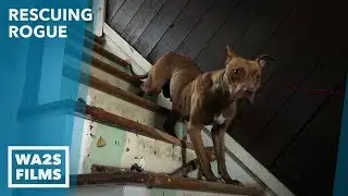 Caught on Camera - Pup Rescued By Brother Who Went To Jail  - Hope For Dogs | My DoDo