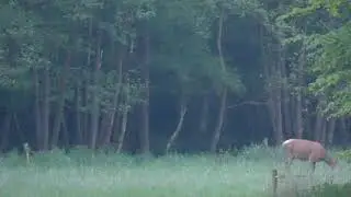 Dansend en spartelende roodwild kalfjes....