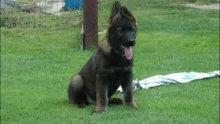 Altair Aquila vom Schloss Liebenstein - 8 weeks old German Shepherd Puppy