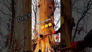 Dry tree cutting down!#fall #tree #trees #woodcutting #woodworking #shortsfeed #shorts #treeworks