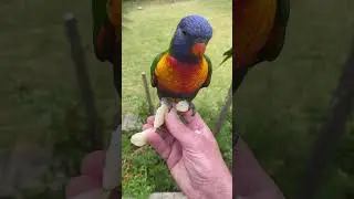 Young Rainbow Lorikeets #cutebirds #lorikeet #australianparrots #wildbirds #rainbowlorikeet #birds