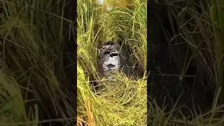 Beginilah Cara Petani di Vietnam Membasmi Tikus Sawah