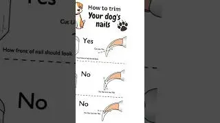 How to Safely Trim Your Dog&rsquo;s Nails at Home 🐾 | Must-Know Grooming Tips!