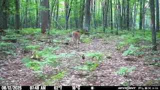 Vilas county Spypoint cell cam footage 8/7-8/19/2025