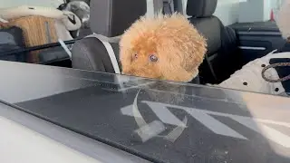 Toy poodle waits for mom in the car