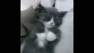 ◌mr.kitty escape speed up◌