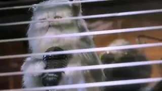 Bruce Lanoil Puppet Reel