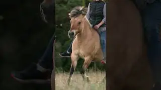 Liberty horse #shorts video by Agnete tillemann. #horse #pony #libertyhorse #short #pferde #horses