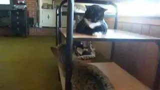Window Seat Fun, Episode 44 of 3CoolKats