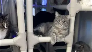Wanna hang out Furballs??