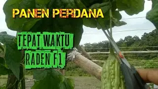 panen perdana usia 44hst pare raden F1 cap panah