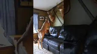 Catch'n Deers&nbsp;😂 #hunting #deer #whitetail
