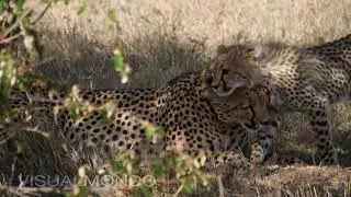 Masai Mara Legends
