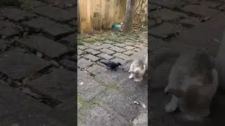Crow trolls cat, funny
