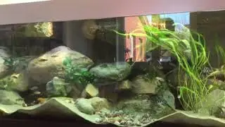 Tanganjika RockZolid